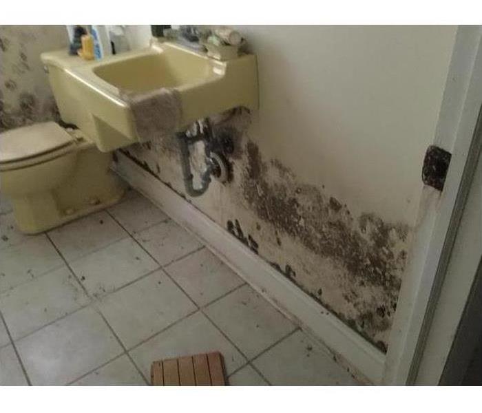 Mold growing on a wall under a bathroom sink.
