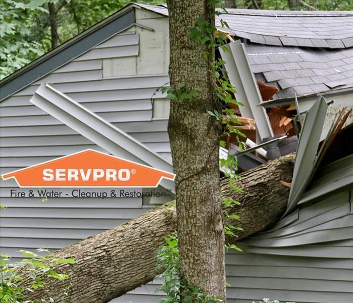 a tree on a roof with a SERVPRO logo
